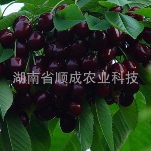 南方、進(jìn)口黑櫻桃