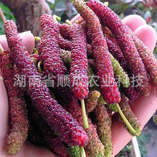 臺(tái)灣四季長果桑